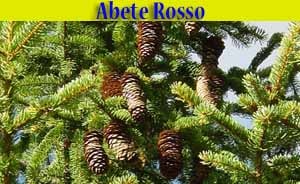 Abete rosso - alberi di Livigno