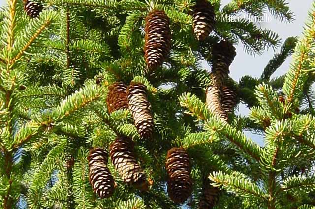 Flora di Livigno: Alberi - Abete rosso - Picea abies 