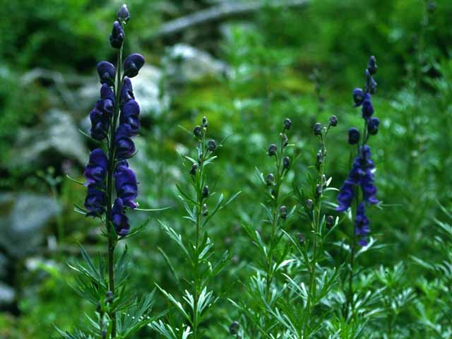 Flora di Livigno - Aconito Napello - Aconitum Napellus 