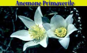 Anemone Primaverile - fiori di Livigno