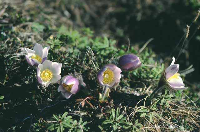 Flora di Livigno - Anemone Primaverile - Pulsatille Vernalis 