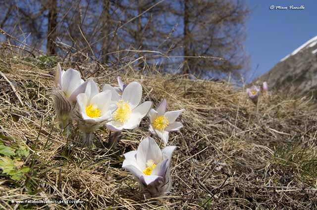 Flora di Livigno - Flora di Livigno - Anemone Primaverile - Pulsatille Vernalis 