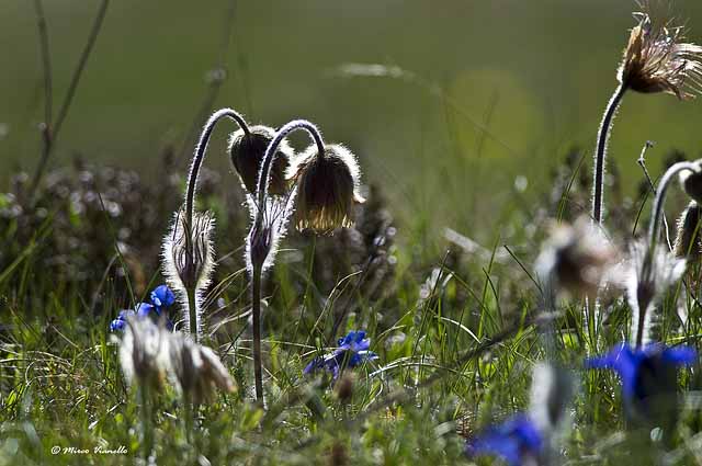 Flora di Livigno - Anemone Primaverile - Pulsatille Vernalis - infruttescenza 