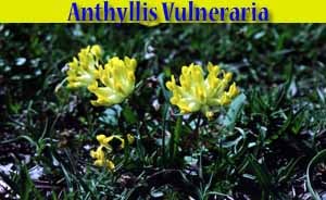 Anthyllis Vulneraria