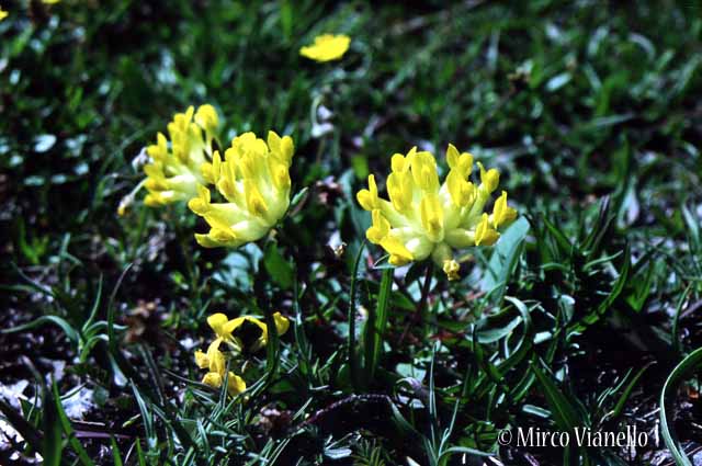 Flora di Livigno - Vulneraria - Anthyllis Vulneraria 