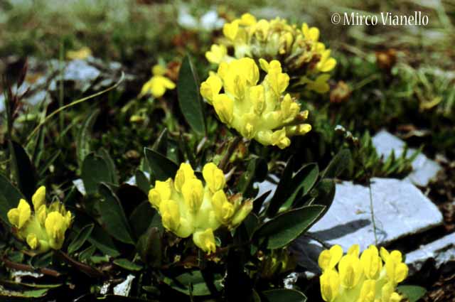 Flora di Livigno - Vulneraria - Anthyllis vulneraria