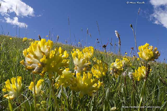 Flora di Livigno - Vulneraria - Anthyllis Vulneraria 