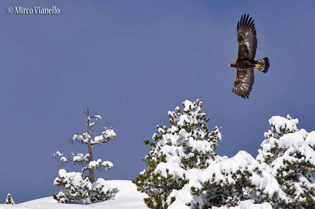 Fauna di Livigno - Aquila Reale - Aquila crysaëtos - in volo dopo una nevicata 