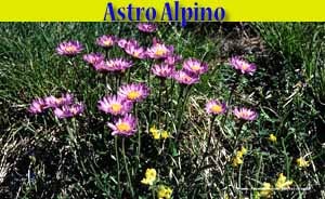 astro alpino