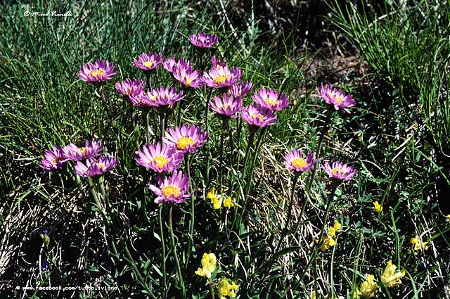 Flora di Livigno - Astro alpino - Aster alpinus 