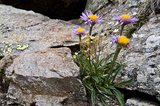 Flora di Livigno - Astro alpino - Aster alpinus 