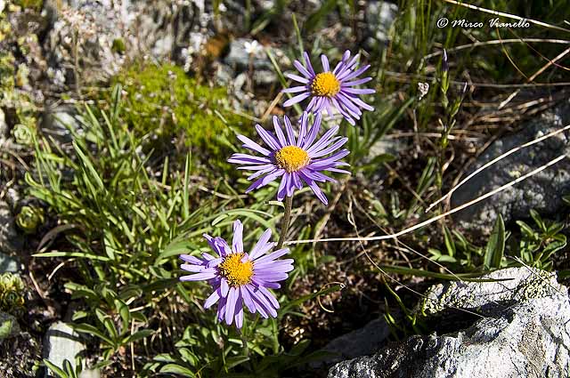 Flora di Livigno - Astro alpino - Aster alpinus 