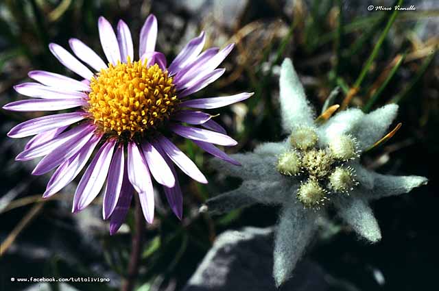 Flora di Livigno - Astro alpino - Aster alpinus 