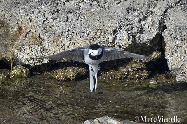 Fauna di Livigno - Ballerina bianca - Motacilla Alba - in volo ad ali aperte