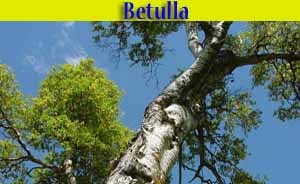 Betulla