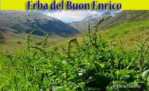 Erba del Buon Enrico