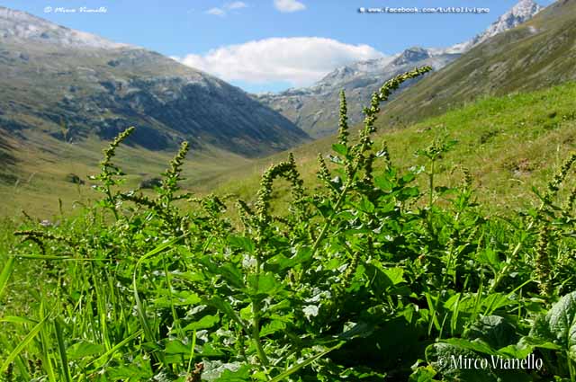Flora di Livigno - Erba del Buon Enrico - Chenopodium bonus Henricus L. 