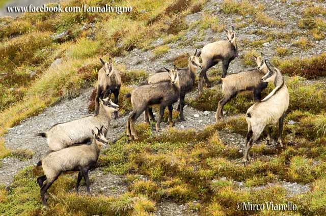 Fauna di Livigno - Camoscio - Rupicapra rupicapra - femmine con i piccoli 