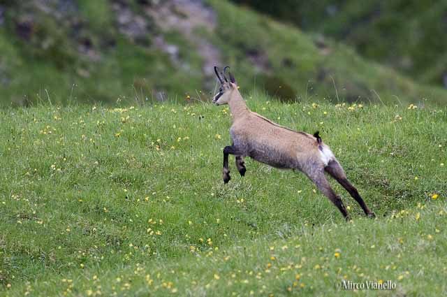 Fauna di Livigno - Camoscio - Rupicapra rupicapra - in corsa