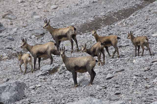 Fauna di Livigno - Camoscio - Rupicapra rupicapra - femmine con i piccoli - estate 