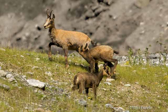 Fauna di Livigno - Camoscio - Rupicapra rupicapra - allattamento