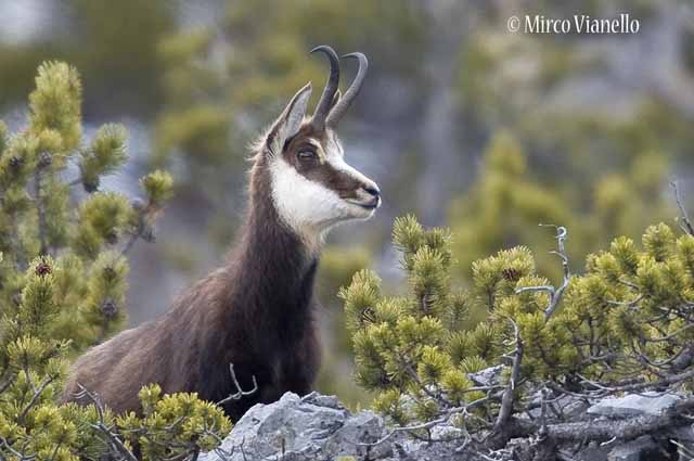Fauna di Livigno - Camoscio - Rupicapra rupicapra - di vedetta 