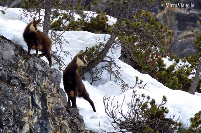 Fauna di Livigno - Camoscio - Rupicapra rupicapra - mamma e piccolo dell'anno