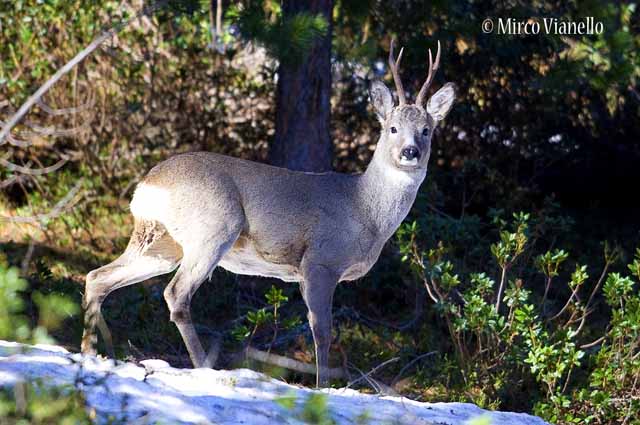Fauna di Livigno - Capriolo - Capreolus capreolus - maschio a fine maggio 