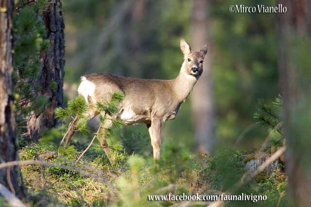 Fauna di Livigno - Capriolo - Capreolus capreolus - femmina gravida 