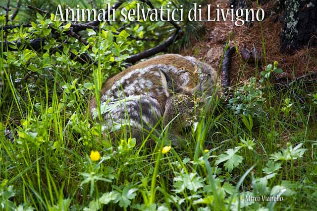 Fauna di Livigno - Capriolo - Capreolus capreolus - un neonato
