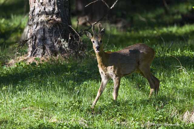 Fauna di Livigno - Capriolo - Capreolus capreolus - giovane maschio 
