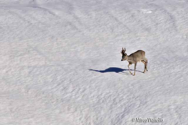 Fauna di Livigno - Capriolo - Capreolus capreolus - maschio affamato a Marzo