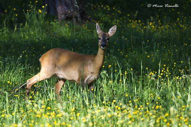 Fauna di Livigno - Capriolo - Capreolus capreolus - femmina 
