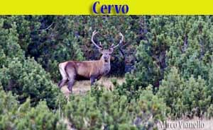 cervo - cervus elaphus