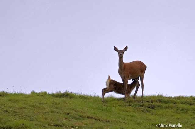 Fauna di Livigno - Cervo - Cervus elaphus - mamma cervo allatta 
