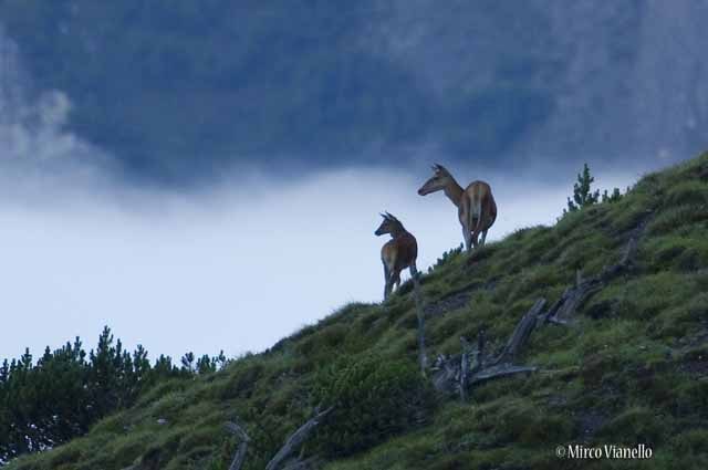 Fauna di Livigno - Cervo - Cervus elaphus - femmina con il piccolo 