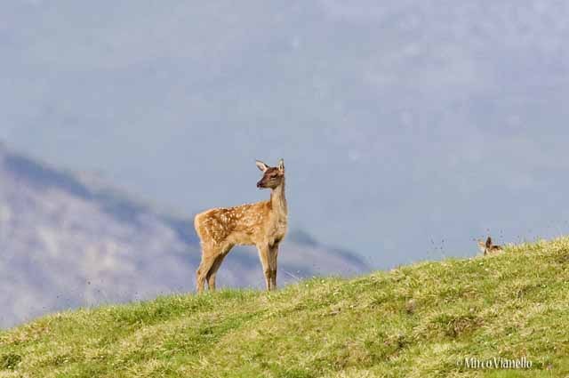 Fauna di Livigno - Cervo - Cervus elaphus - giovane bambi ancora maculato