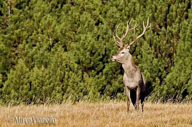 Fauna di Livigno - Cervo - Cervus elaphus - Cervo Adulto nel periodo degli amori 