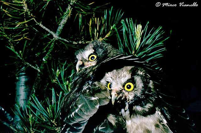 Fauna di Livigno - Civetta capogrosso - Aegolius funereus - due esemplari giovani 