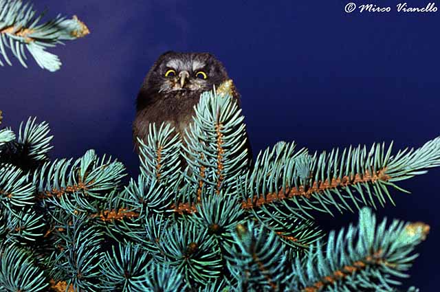 Fauna di Livigno - Civetta capogrosso - Aegolius funereus - occhi per veder di notte