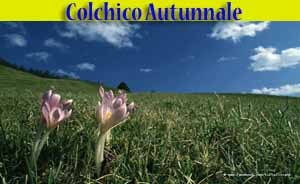 Colchico autunnale