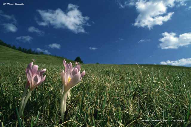 Flora di Livigno - Colchico autunnale - Colchicum autumnale 