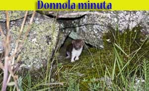 Donnola minuta - Mustela nivalis