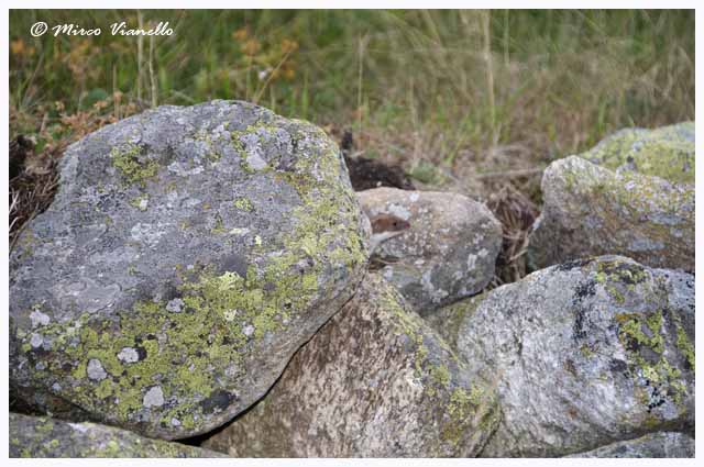 Fauna di Livigno - Donnola Minuta - Mustela nivalis - é molto curiosa 