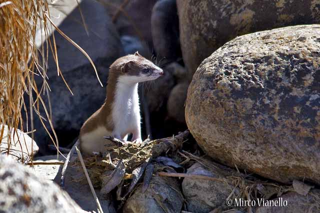 Fauna di Livigno - Donnola Minuta - Mustela nivalis - a primvera 