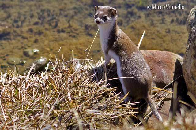 Fauna di Livigno - Donnola Minuta - Mustela nivalis - osserva il fotografo incuriosita