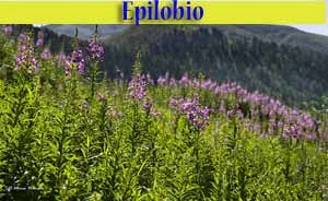 Epilobio augustifolium