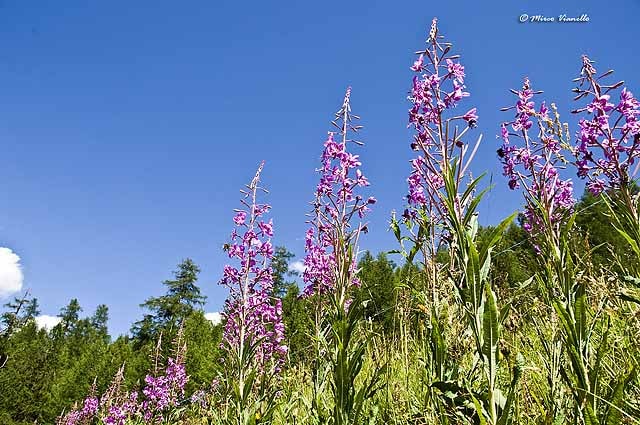 Flora di Livigno - Epilobio - Epilobium Angustifolium 