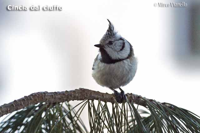 Fauna - Animali selvatici di Livigno - Cincia dal ciuffo