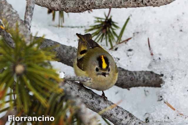 Fauna - Animali selvatici di Livigno - Fiorrancino